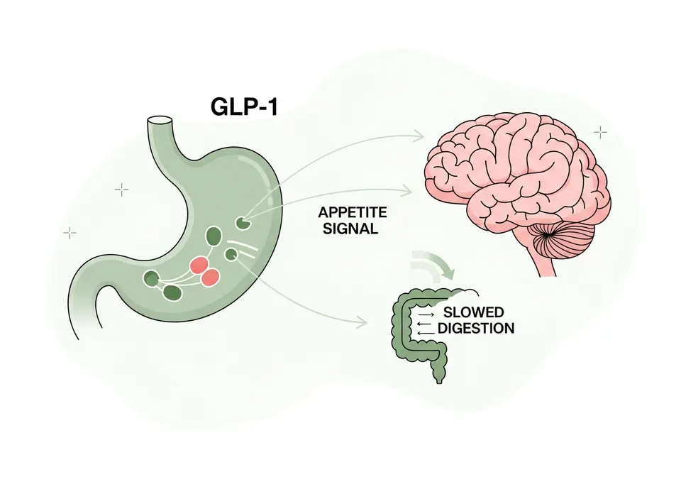 Illustration of how medical weight loss treatment works in the body